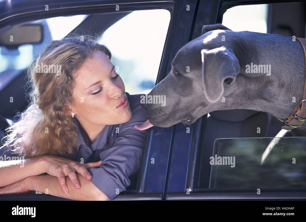 Car, windows, chauffeuse, dog, facial expression,  Little kisses, portrait,  Series, 21 years, motorist, woman, blond, long-haired, curls, beauty, attractiveness, made up, animal love, animal-dearly, affection kiss, pet, kisses animal, mammal dogs trip vehicle private car Stock Photo