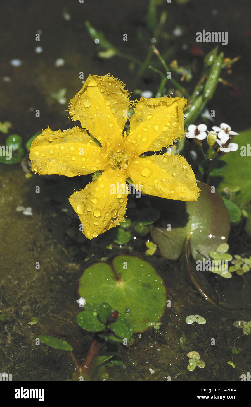 Margin-leafy sea pot, Nymphoides, peltata, blossom, yellow, drops water, nature, vegetation, botany, plant, flower, Menyanthaceae, fever clover plants, water plant, marsh plant, protected, petals, wet, water, drop, dewdrop, pond, waters Stock Photo