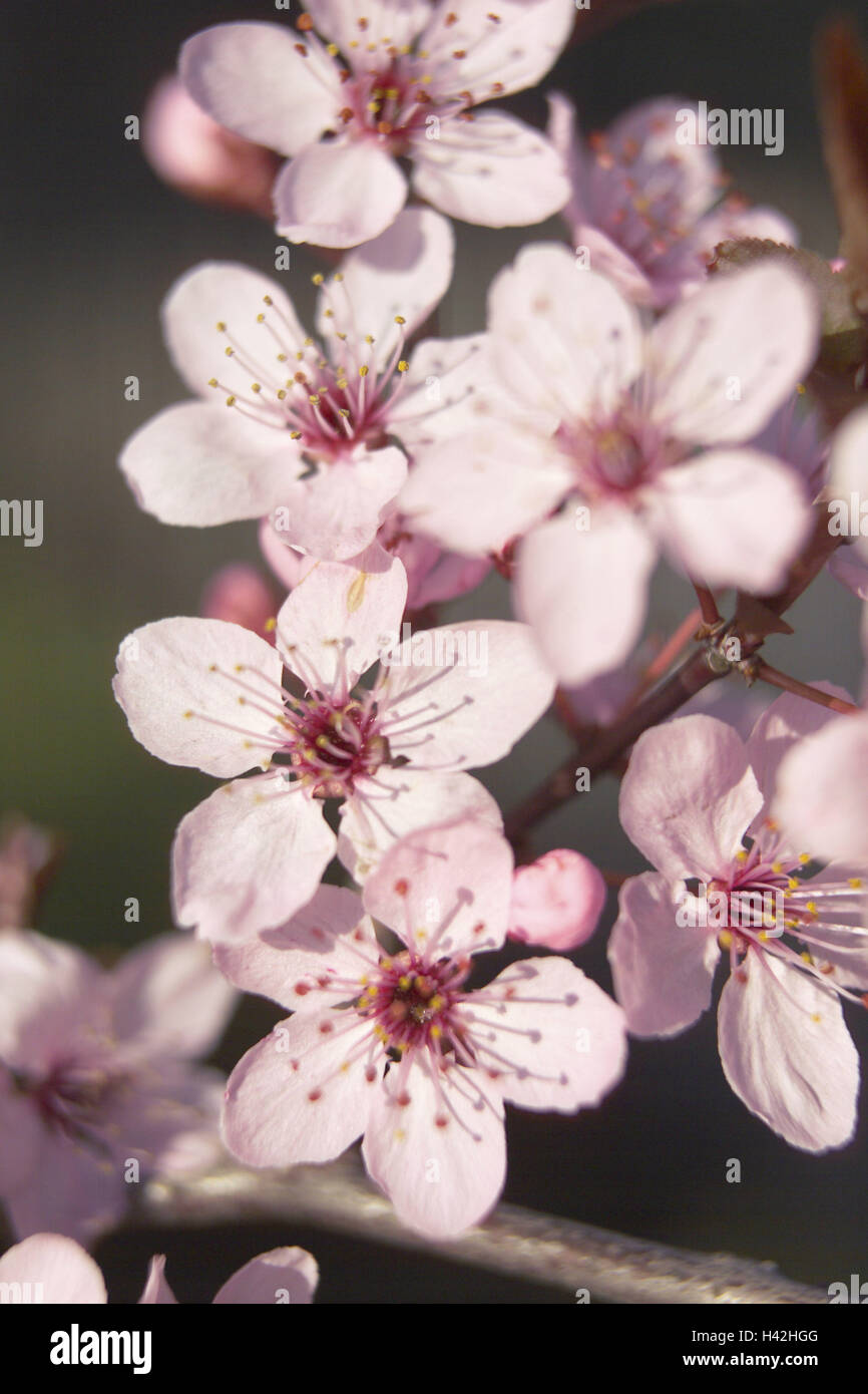 Cherry plum, Prunus cerasifera nigra, detail, branch, blossoms, tree