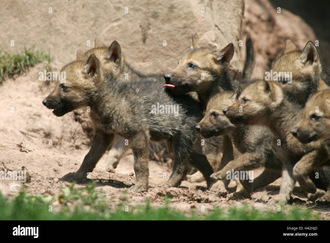 Enclosure, rocks, pit, grey wolves, Canis lupus, puppies, curiously, animals, wild animals, mammals, predators, doggy, Canidae, grey wolf, wolves, young animals, boys, attention, interest, curiosity, animal babies, young animals, animal family, herd, outs Stock Photo