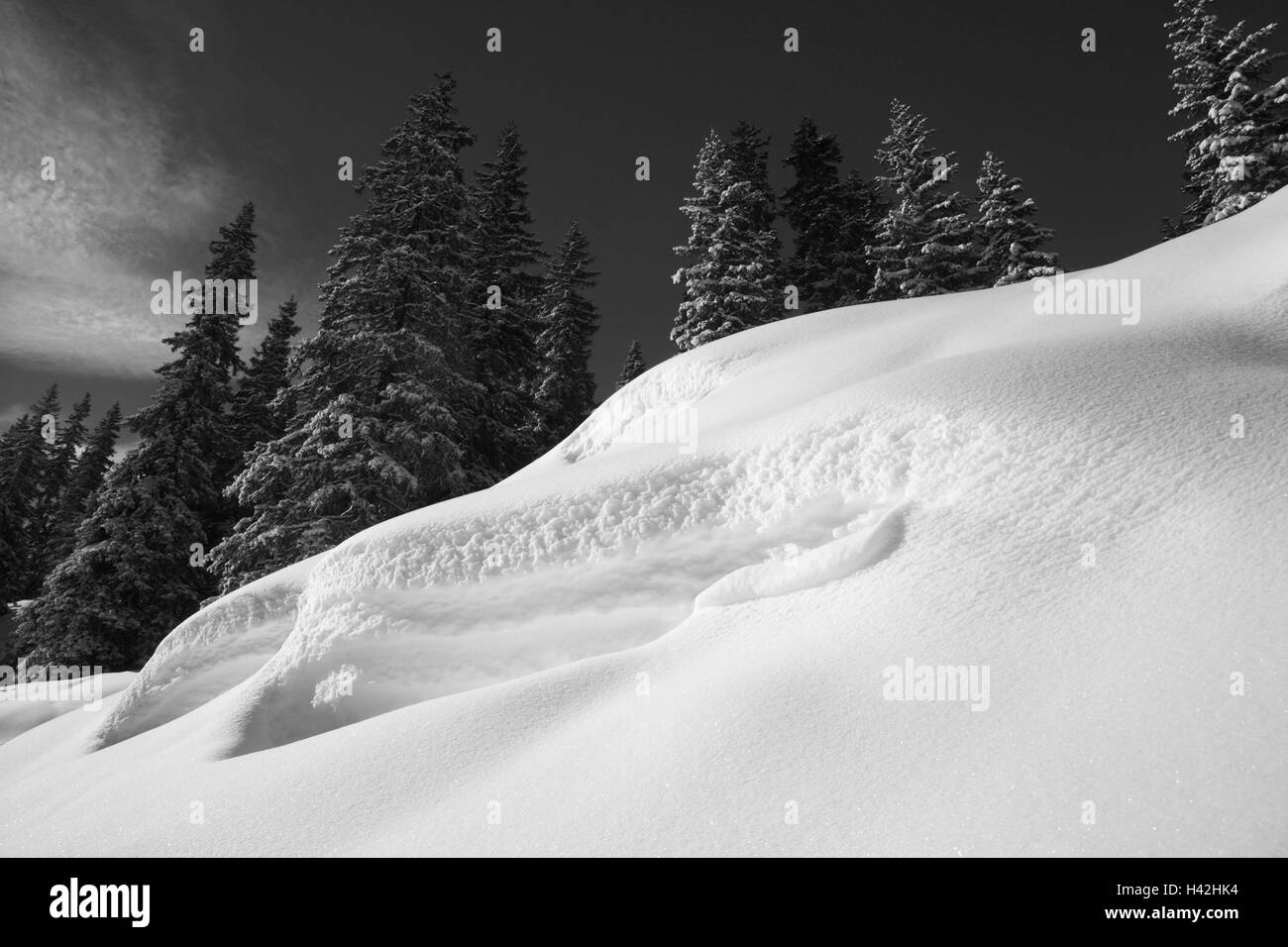 Conifers edge forest Black and White Stock Photos & Images - Alamy