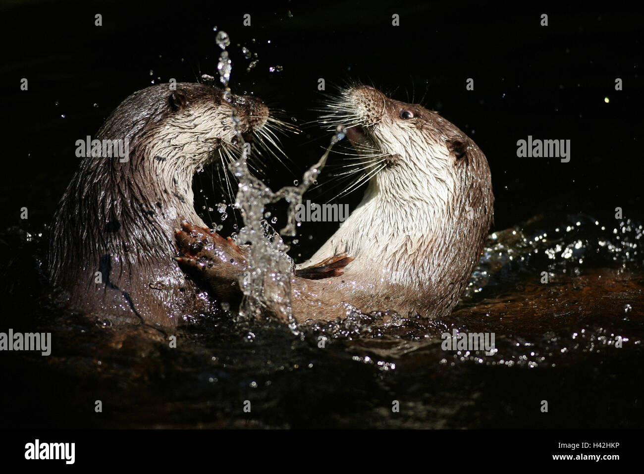 Lake, otter, Lutra lutra, two, water, fight, animal world, Wildlife,  wilderness, animals, mammals, predators, martens, Lutra, district defence,  rank fight, rank fights, fight, fight, aggression Stock Photo - Alamy