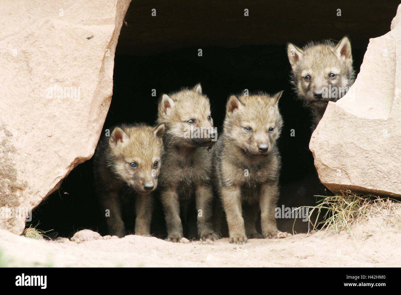 Enclosure, rocks, pit, grey wolves, Canis lupus, puppies, curiously, animals, wild animals, mammals, predators, doggy, Canidae, grey wolf, wolves, young animals, boys, attention, interest, curiosity, animal babies, young animals, animal family, outside Stock Photo