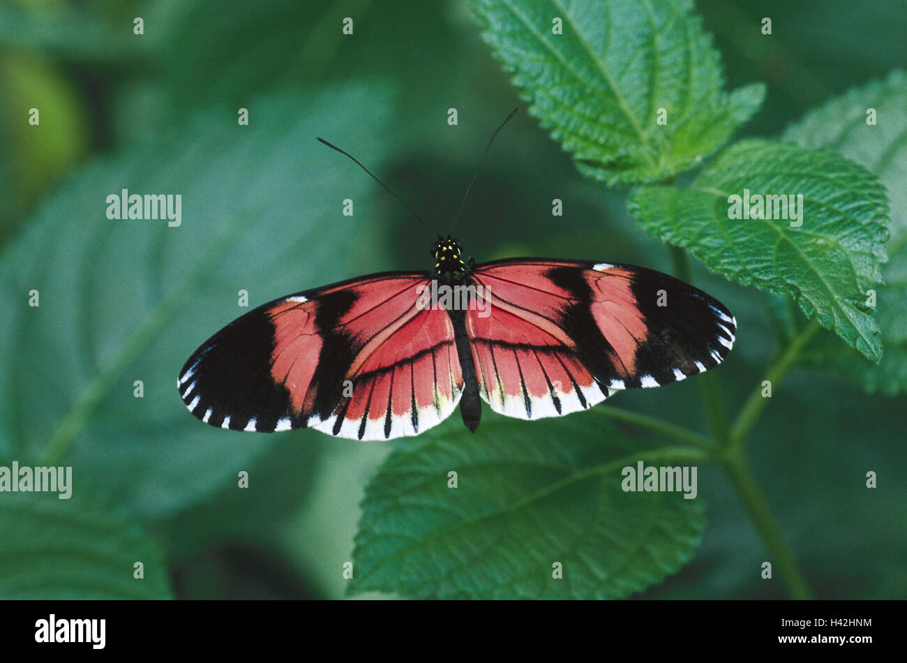 Leaves, passion butterfly, Heliconius, melpomene, nature, zoology, animal world, animal, animals, insect, insects, flight insect, flight insects, butterflies, butterfly, butterflies, great butterfly, great butterflies, butterflies, noble butterflies, pass Stock Photo