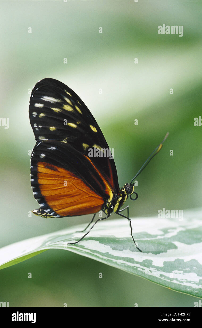 Leaves, passion butterfly, Heliconius hecale, nature, zoology, animal world, animal, animals, insect, insects, flight insect, flight insects, butterflies, butterfly, butterflies, great butterfly, great butterflies, butterflies, noble butterflies, passion Stock Photo