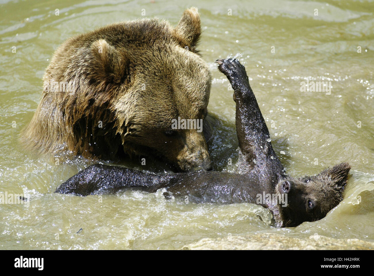 Waters, brown bears, Ursus, arctos, Mother, young animal, play, detail, Wildlife, wilderness, animal world, animals, wild animals, mammals, predators, bears, great bears, she-bear, mother animal, young, education, instinct, care, protection, play, loses, Stock Photo