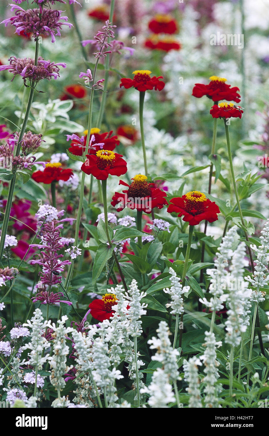 Zinnia, Zinnia elegans, blossoms, red, nature, vegetation, botany, garden, flowerbed, plants, ornamental plant, garden ornamental plant, garden flower, flowers, composites, to flower head, petals, outside Stock Photo