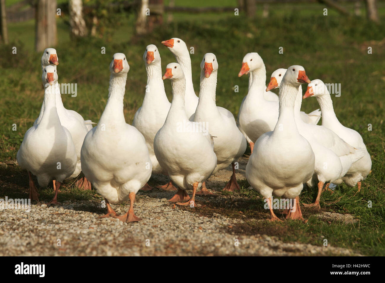 Meadow, house geese, motion, animals, birds, goose's birds, benefit