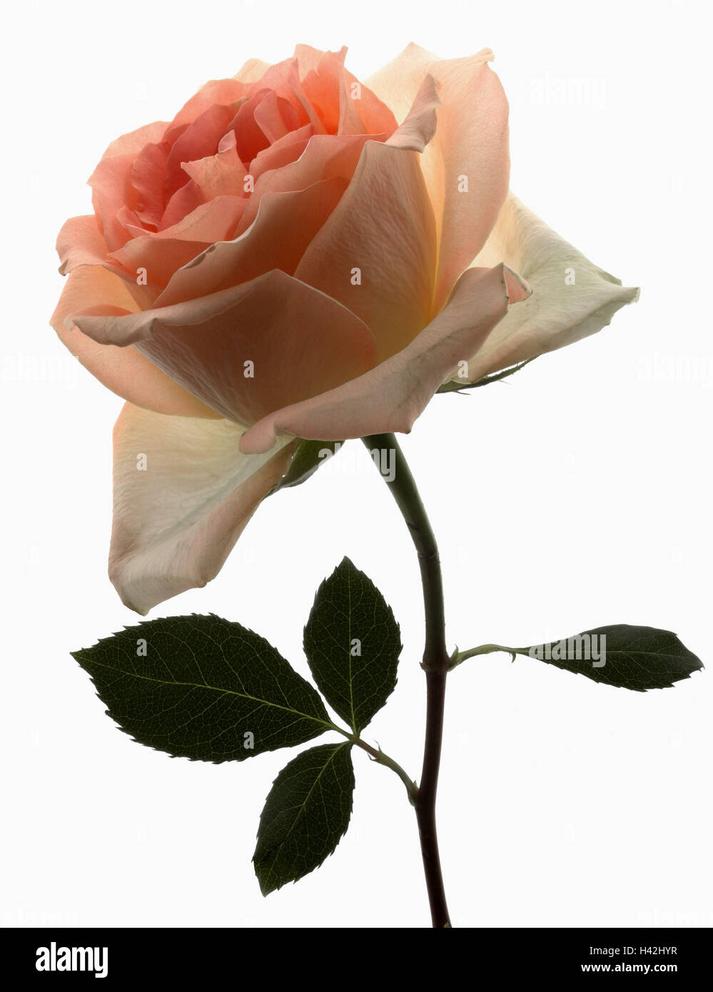 Rose, salmon-coloured, plants, plant, flowers, flower, cut flowers, cut flower, ornamental flowers, rose plants, blossom, rose blossom, petals, softly, well, beauty, cleanness, nature, botany, icon, love, beauty, odour, delicacy, cleanness, romanticism, r Stock Photo