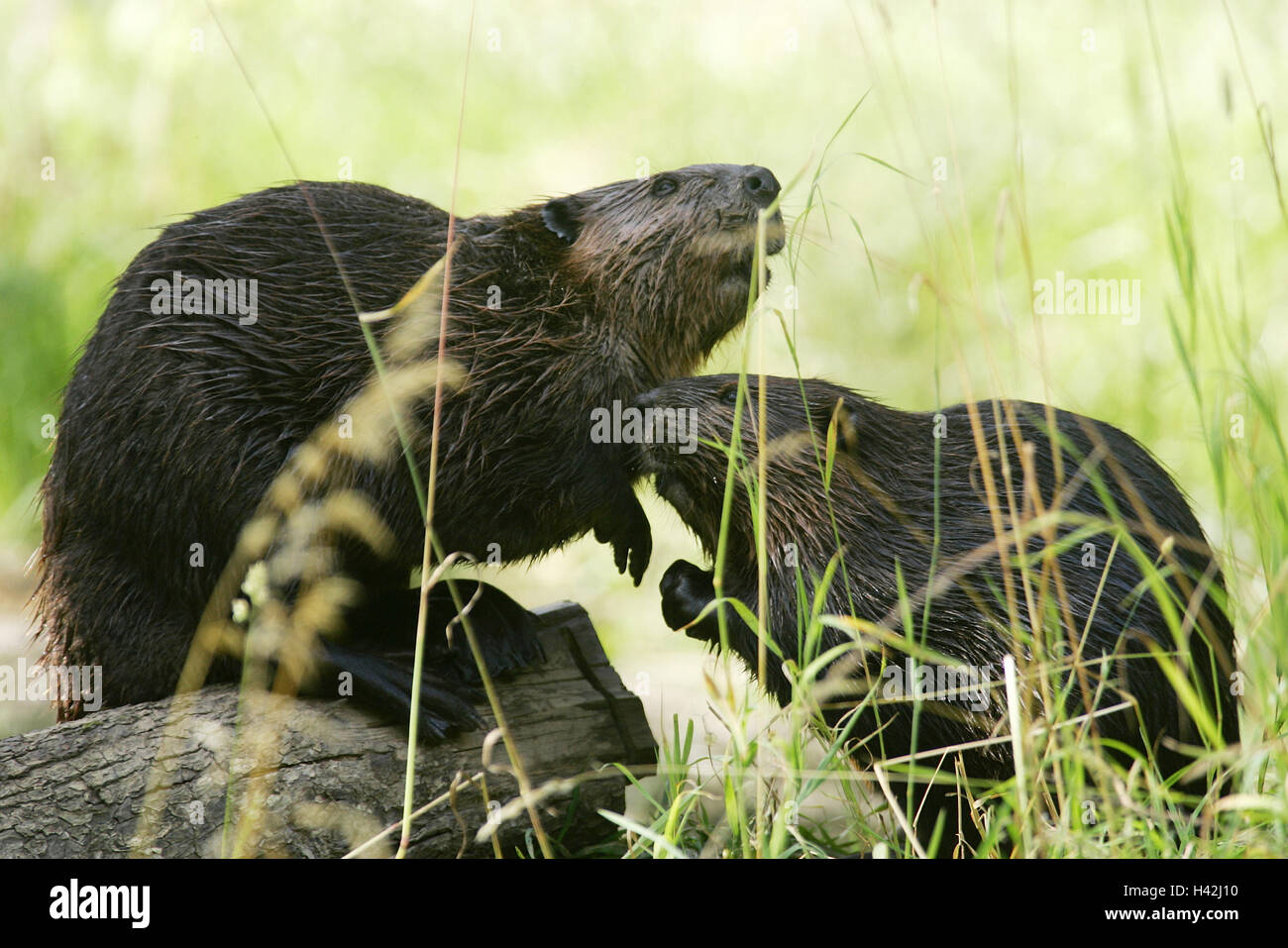 Chorda animals hi-res stock photography and images - Alamy