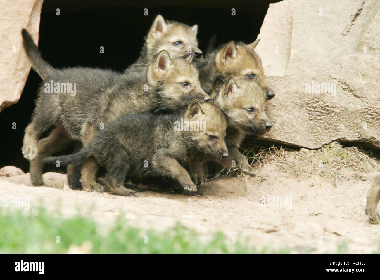 Enclosure, rocks, pit, grey wolves, Canis lupus, puppies, curiously, animals, wild animals, mammals, predators, doggy, Canidae, grey wolf, wolves, young animals, boys, attention, interest, curiosity, animal babies, young animals, animal family, outside Stock Photo