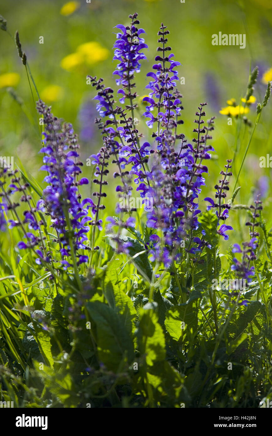 Flower meadow, meadow sage, goatsbeard, Stock Photo