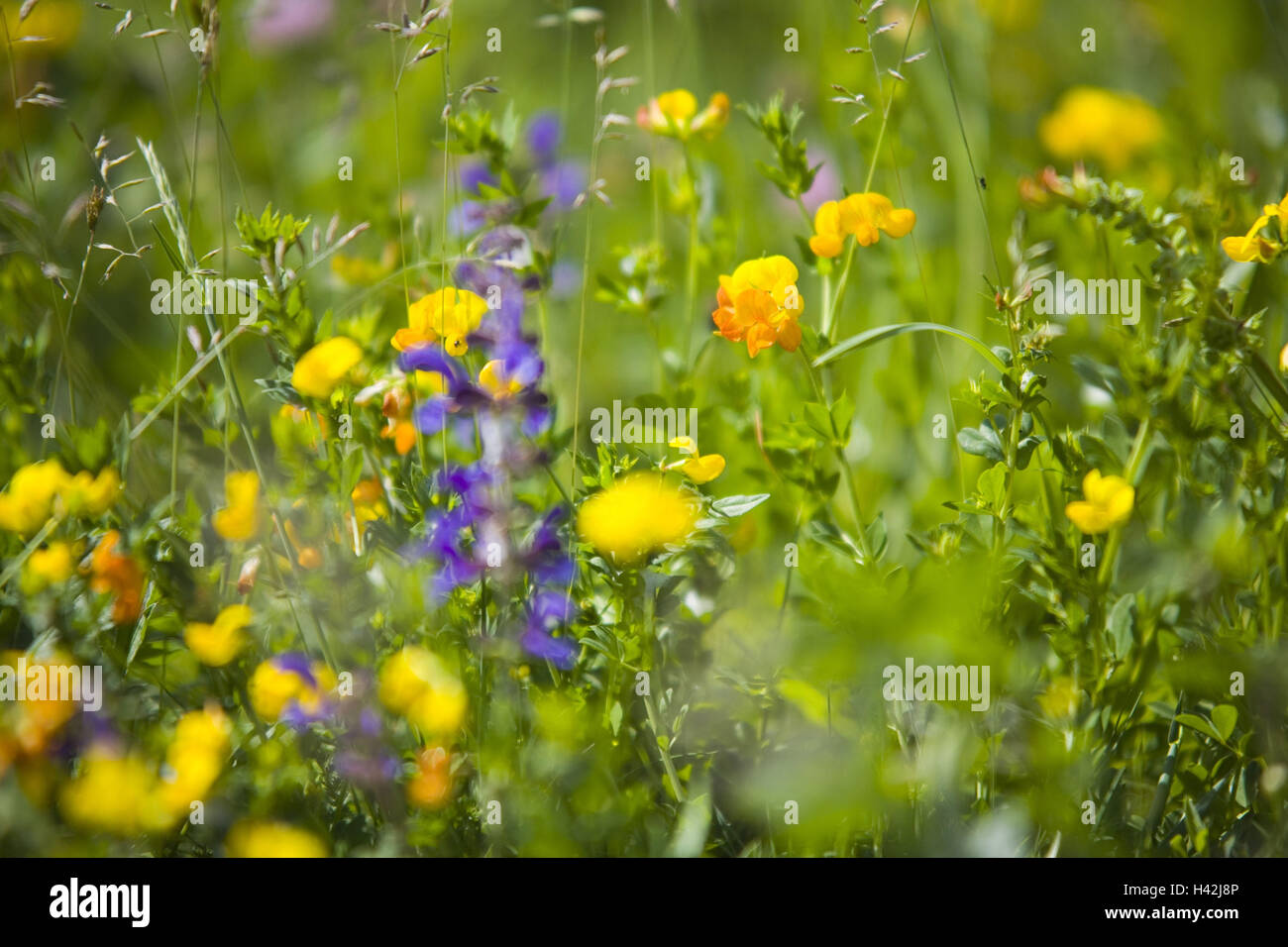 Flower meadow, Stock Photo