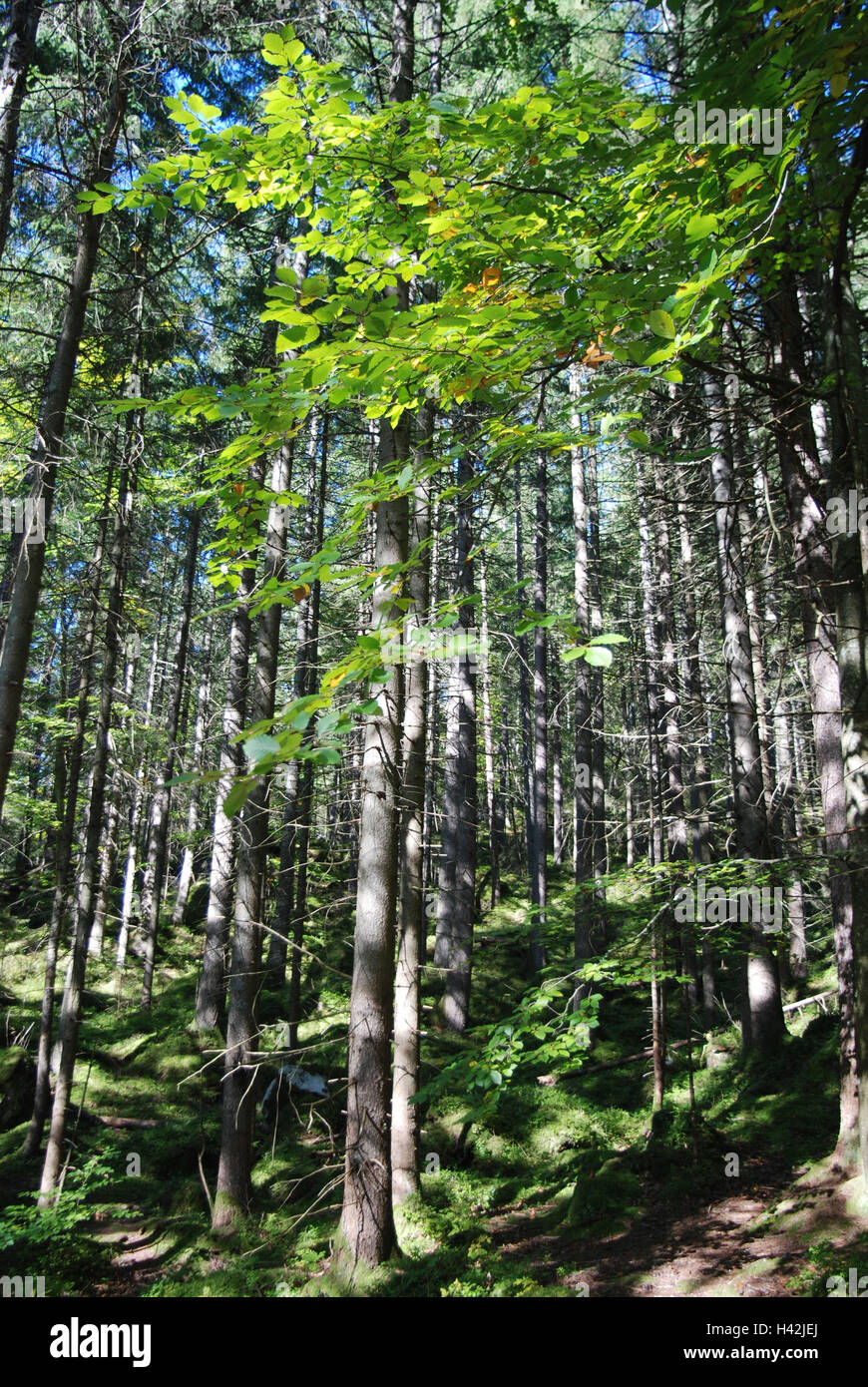 Forest inclination, mixed forest, trees, wood, inclination, broad ...