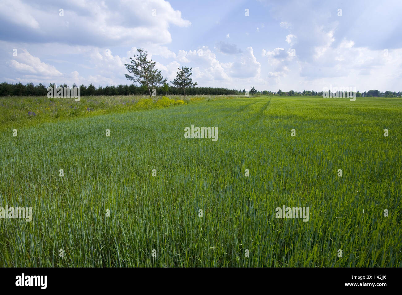Scenery, meadow, plants, summers, cloudy sky, Stock Photo