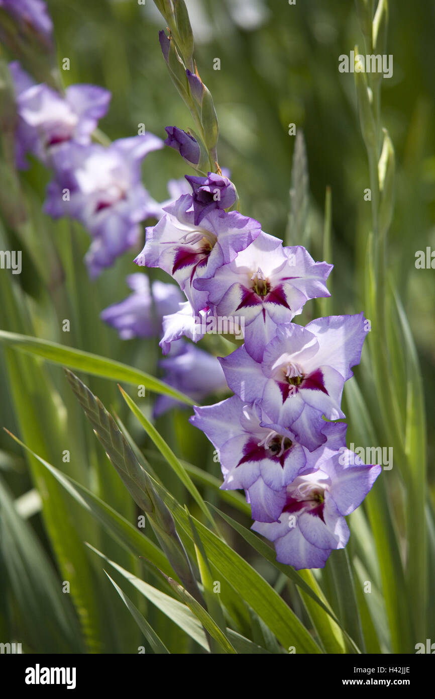 Gladiolus, blossoms, medium close-up, Stock Photo
