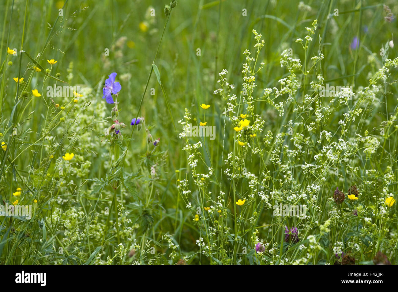 Flower meadow, Stock Photo