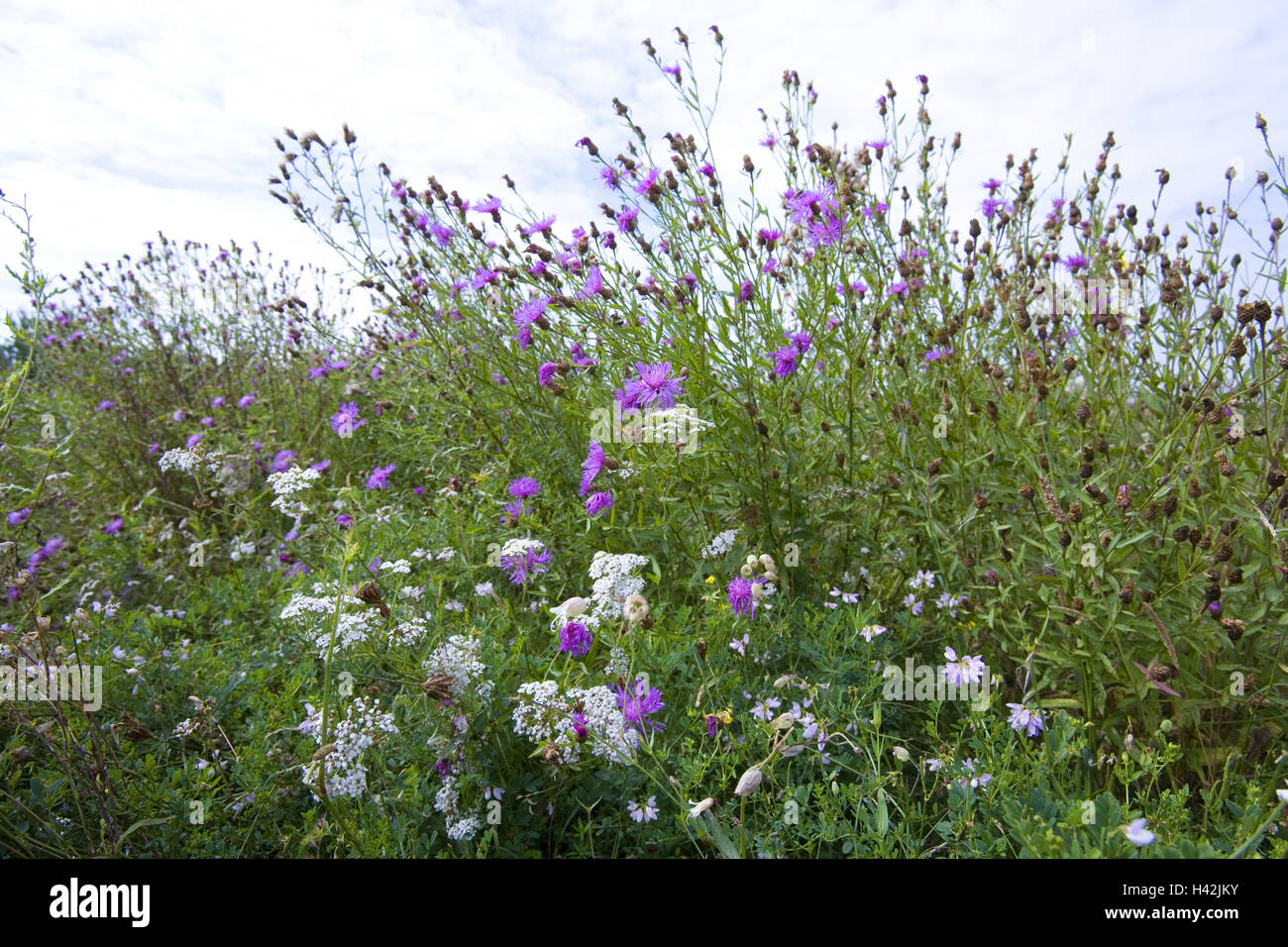 Flower meadow, Stock Photo