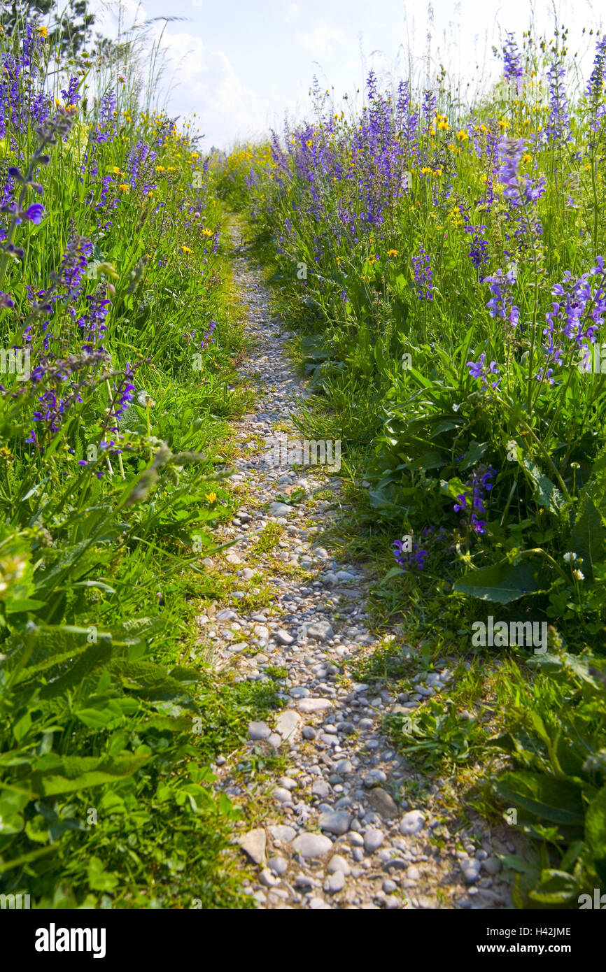 Flower meadow, path, Stock Photo