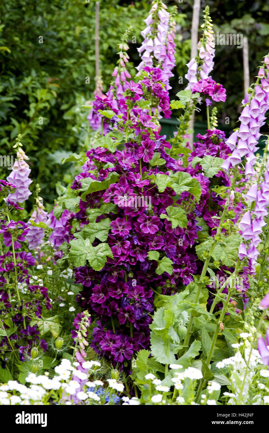 Cottage gardens, floor roses, thimble Stock Photo Alamy