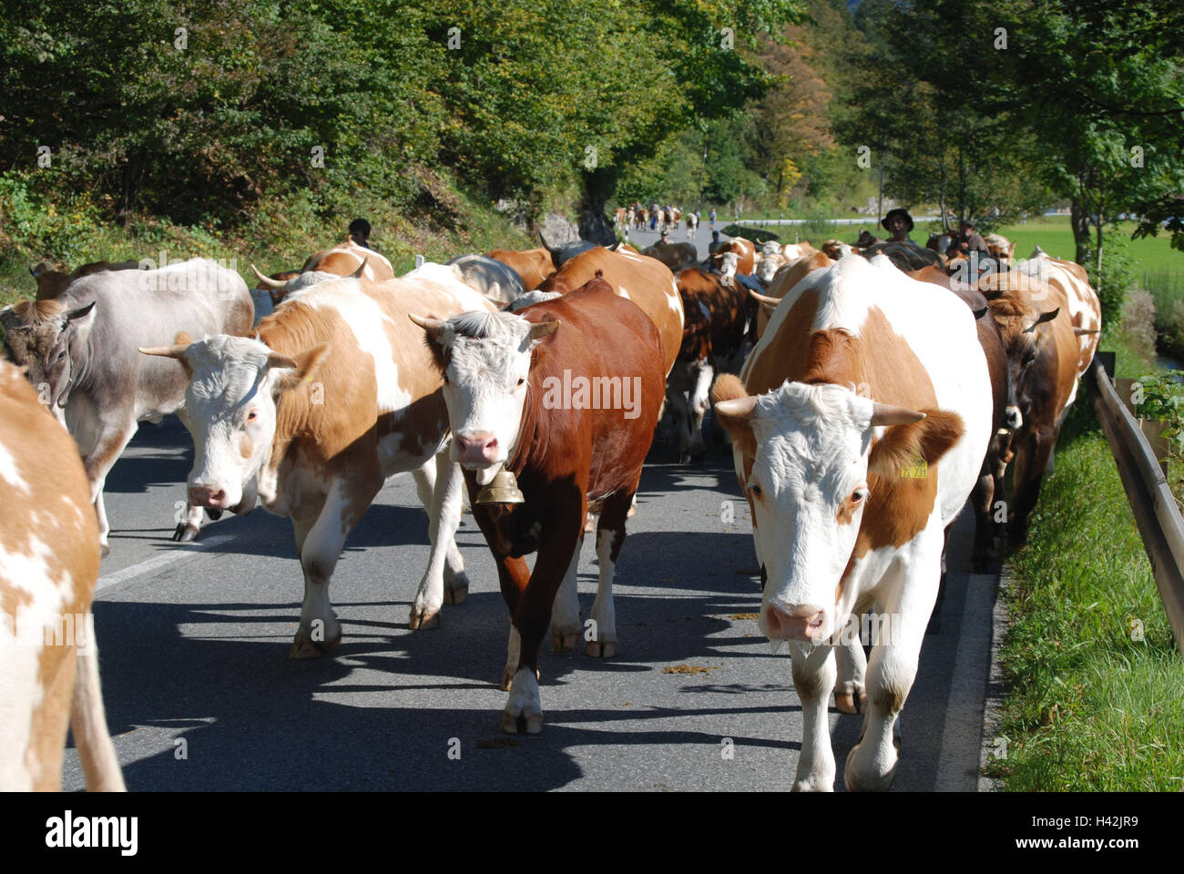 Cows, street, cattle instinct, Viehabtrieb, animals, cattle, cow
