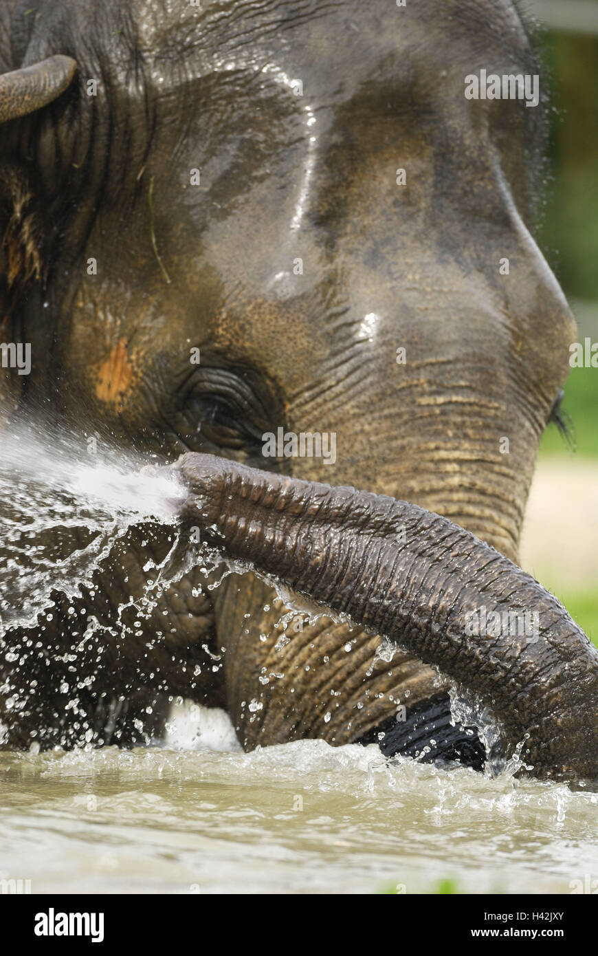 Asian elephant, Elephas maximus, bathing, water, portrait, Stock Photo