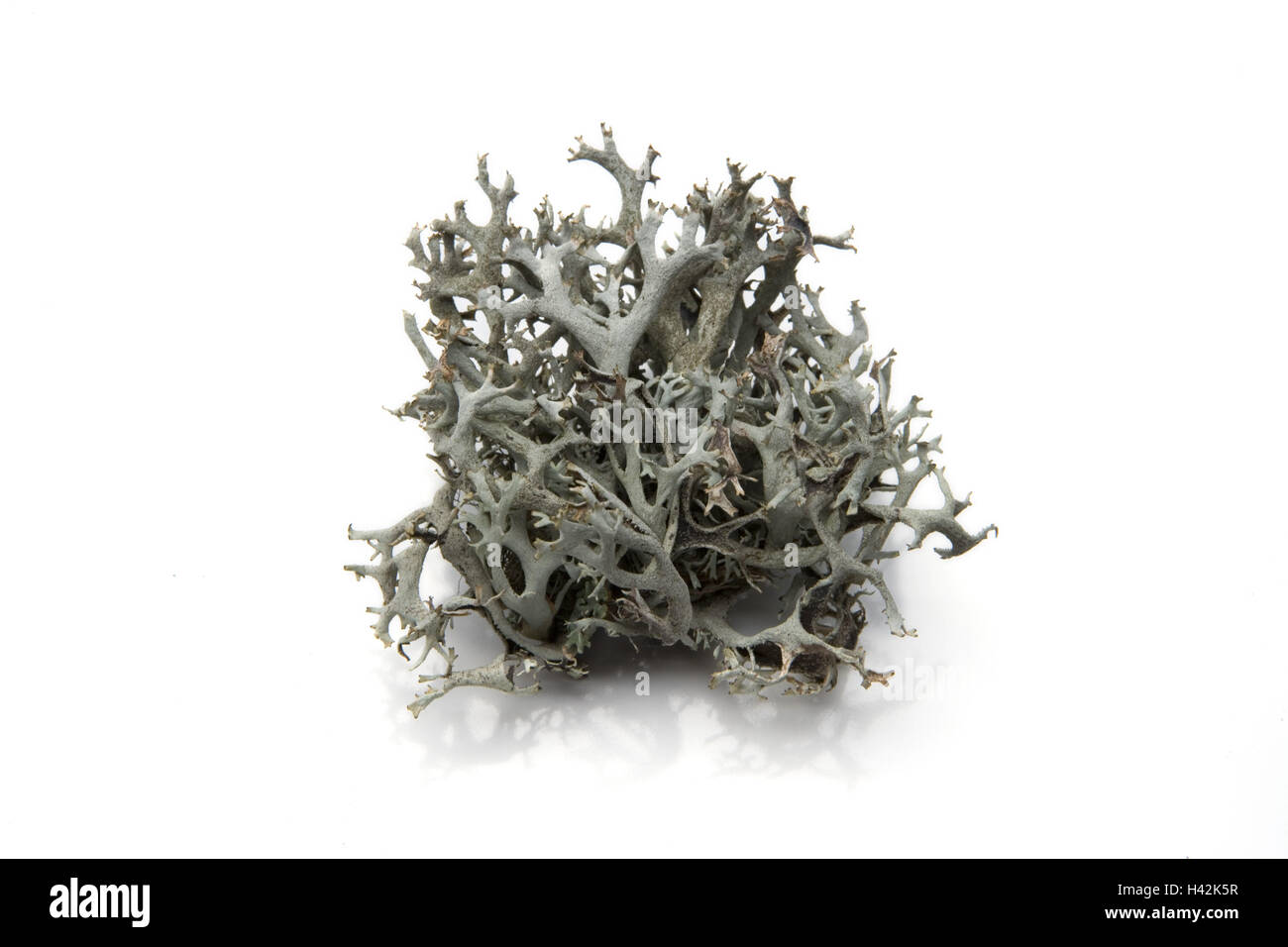 Shrub lichen, Icelandic moss, Cetraria islandica, dryly, cut out, Stock Photo