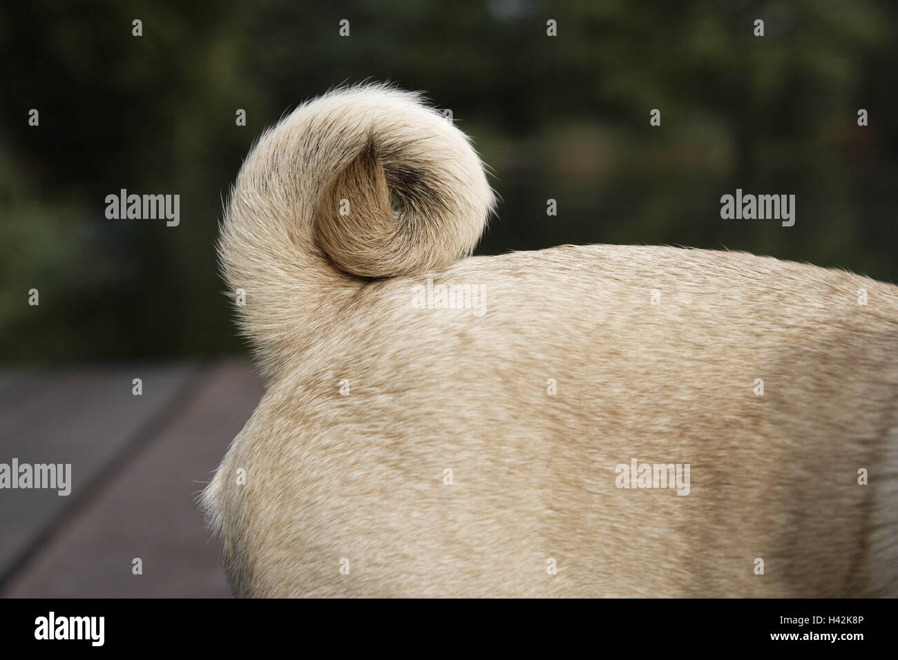 Why Do Pug Tails Curl