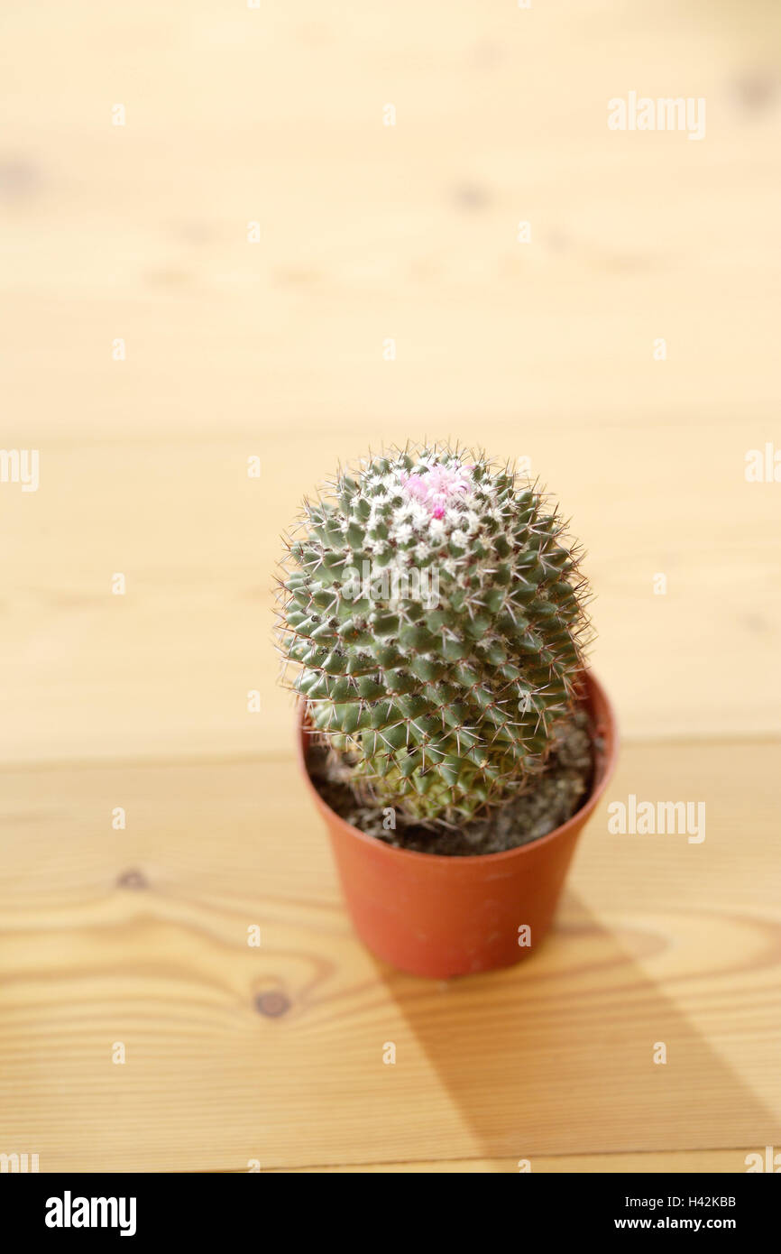 Indoor plants, papilla cactus, Mammillaria spec., blur, table, plants, ornamental plants, potted plants, flowerpot, regular succulents, succulents, cacti, cactus plants, stings, spiny, spikes, thornily, blur, nobody, inside, Stock Photo