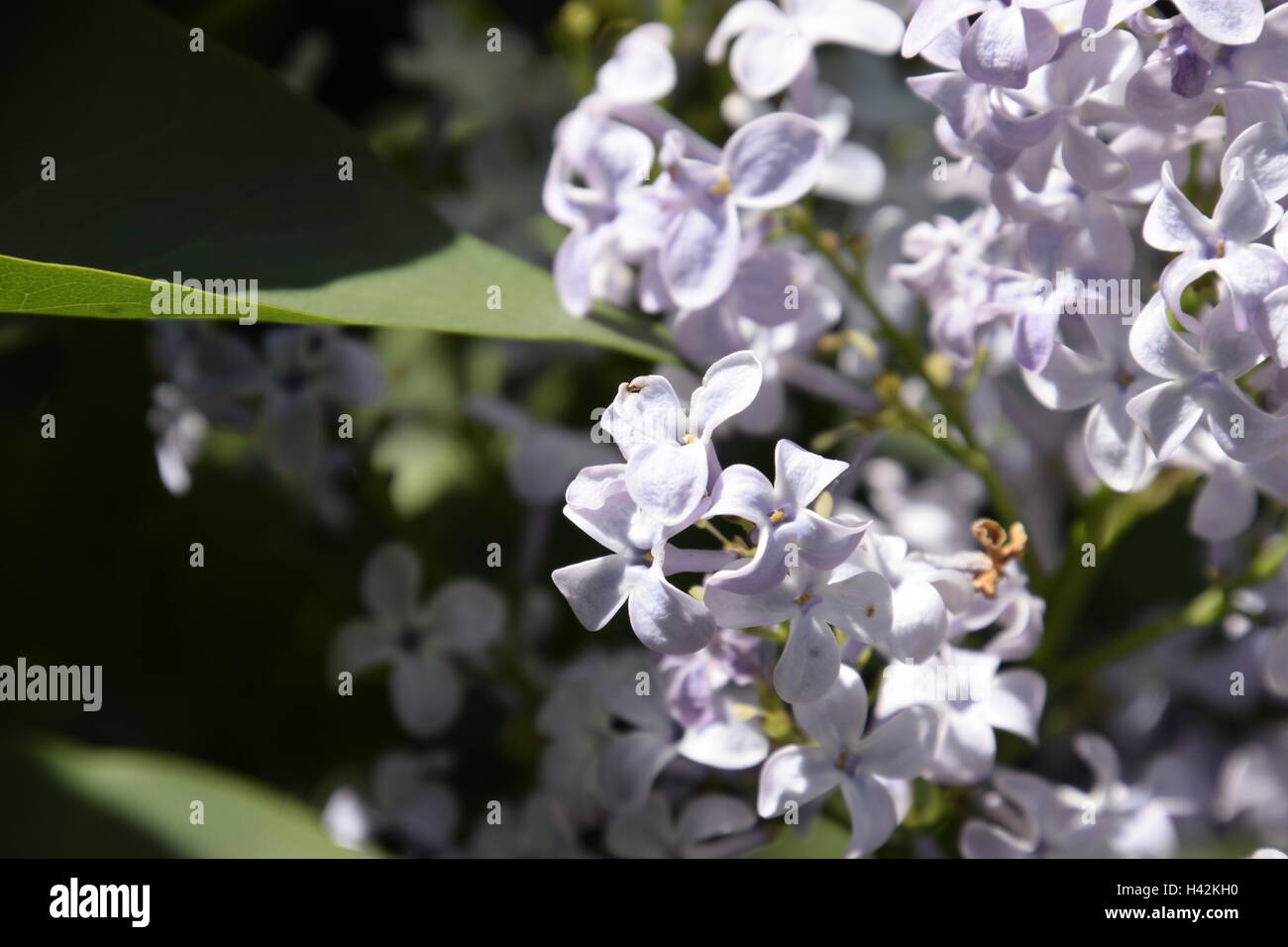 Beautiful purple lilac flowers outdoors. Lilac flowers on the branches