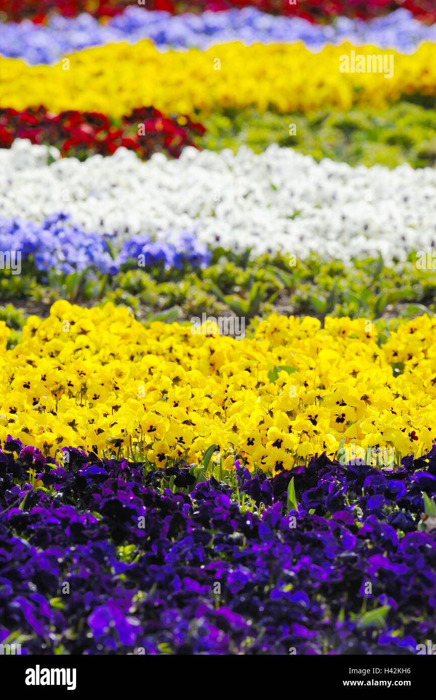 Pansies, viola, differently, Stock Photo
