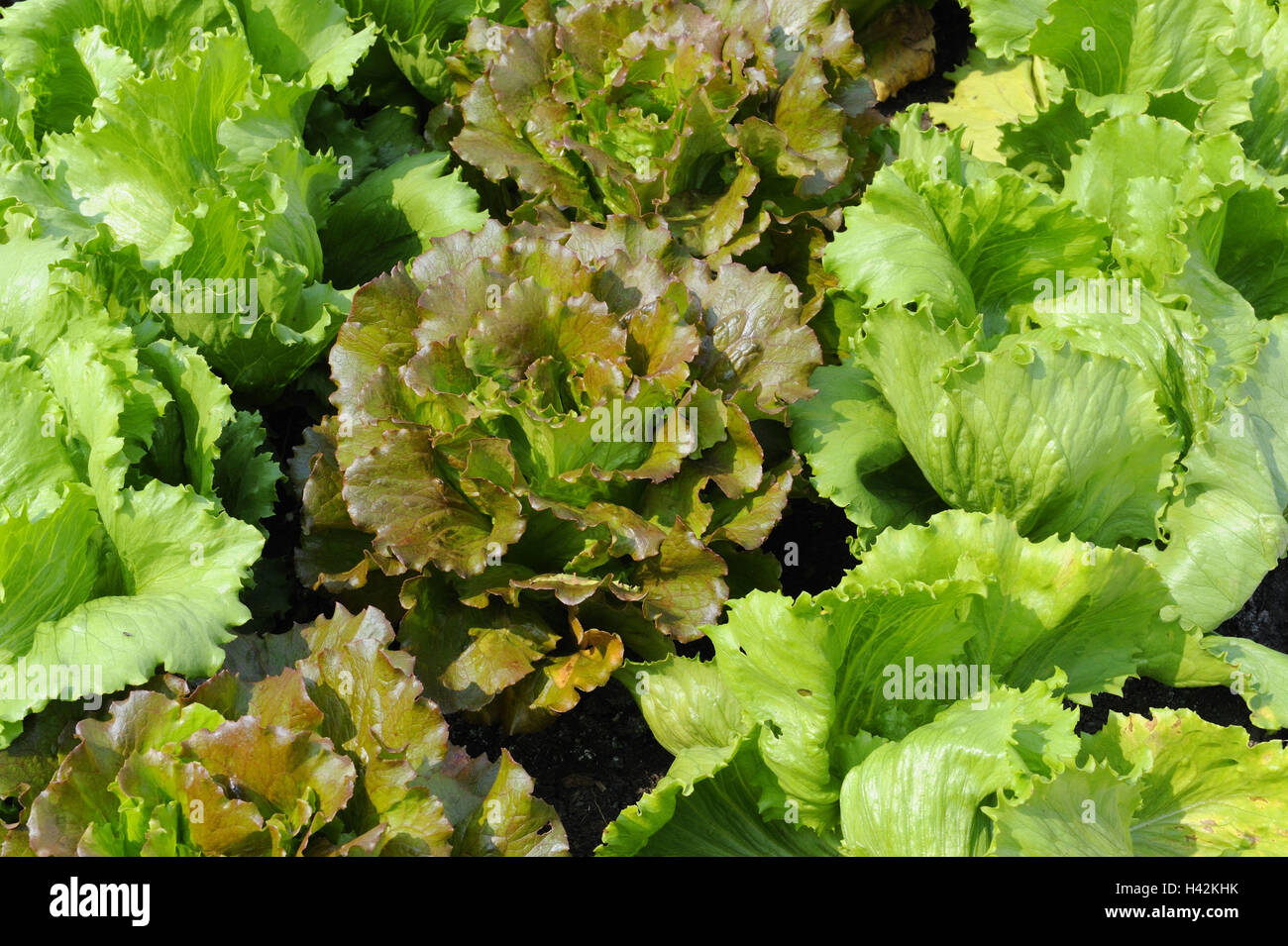 Vegetable garden, green salads, iceberg lettuce 'Fortunas', Stock Photo