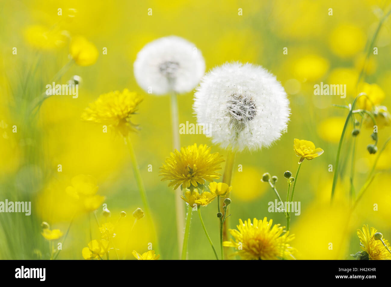 Dandelion, crowfoot, blossoms, blowballs, Stock Photo