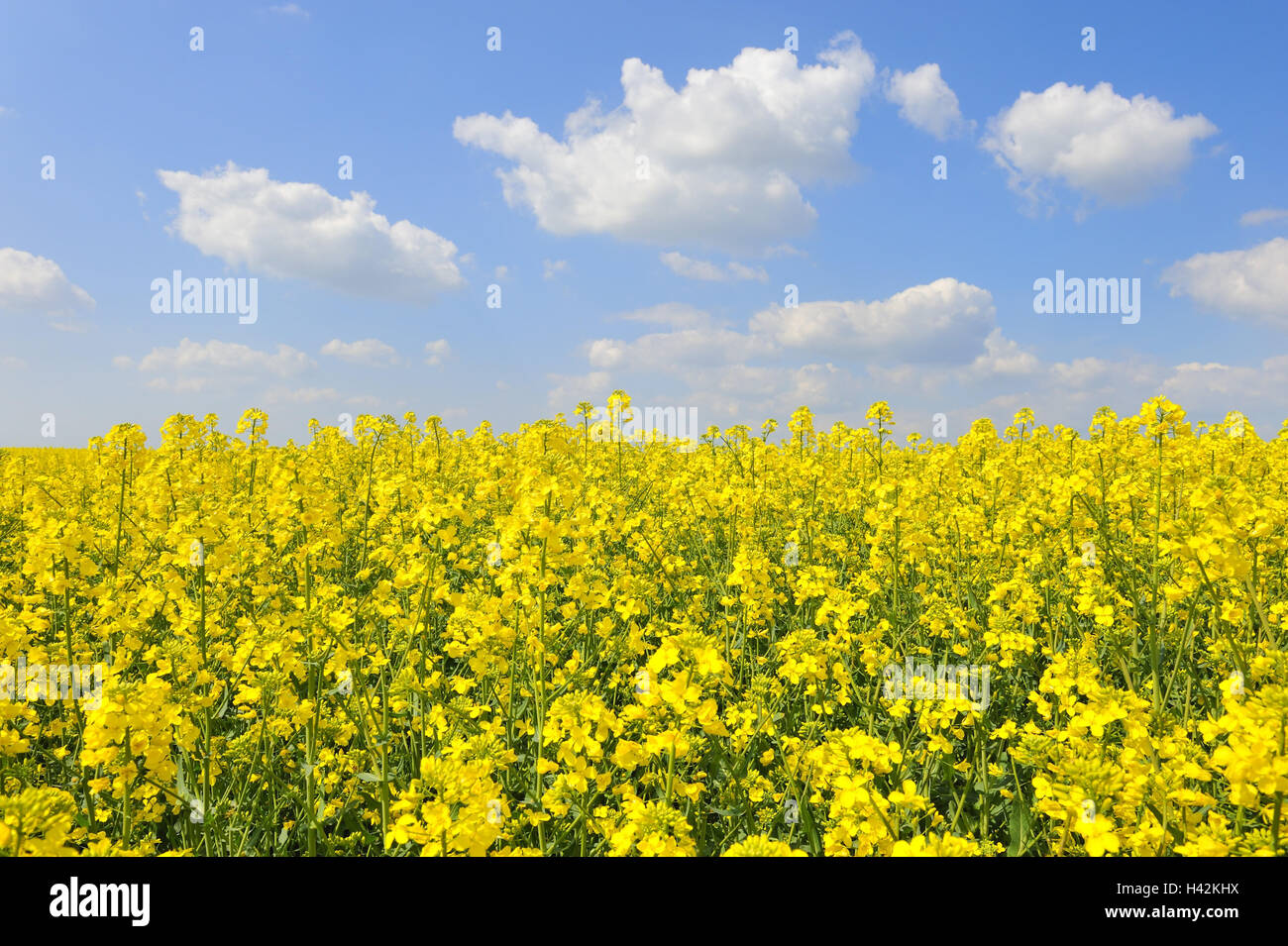 Blossoming rape field, Brassica napus var.napus, Stock Photo