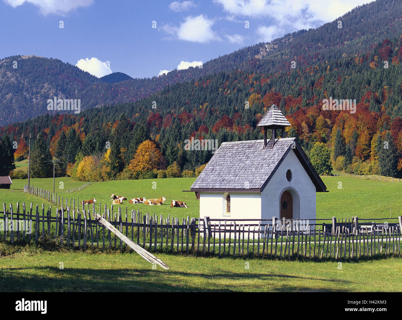 Germany, Bavaria, Gerold, band, Europe, South Germany, Upper Bavaria, Werdenfels, scenery, trees, wood, discoloration, autumn staining, autumn, season, heaven, clouds, mountains, scenery, Idyll, pasture, cows, fence, deserted, rurally, Stock Photo
