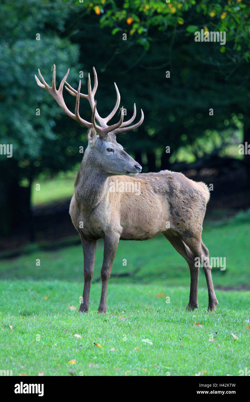 Edge the forest, red deer, deer, Cervus, elaphus, meadow, animal world, Wildlife, forest animals, wild animals, big game, peel game, hair game, ruminant, game, only, individually, animals, mammals, cloven-hoofed animals, Cervidae, red deer, antlers, deer antlers, red deer, red deer, manly, little men, attention, watchfulness, nature, Stock Photo