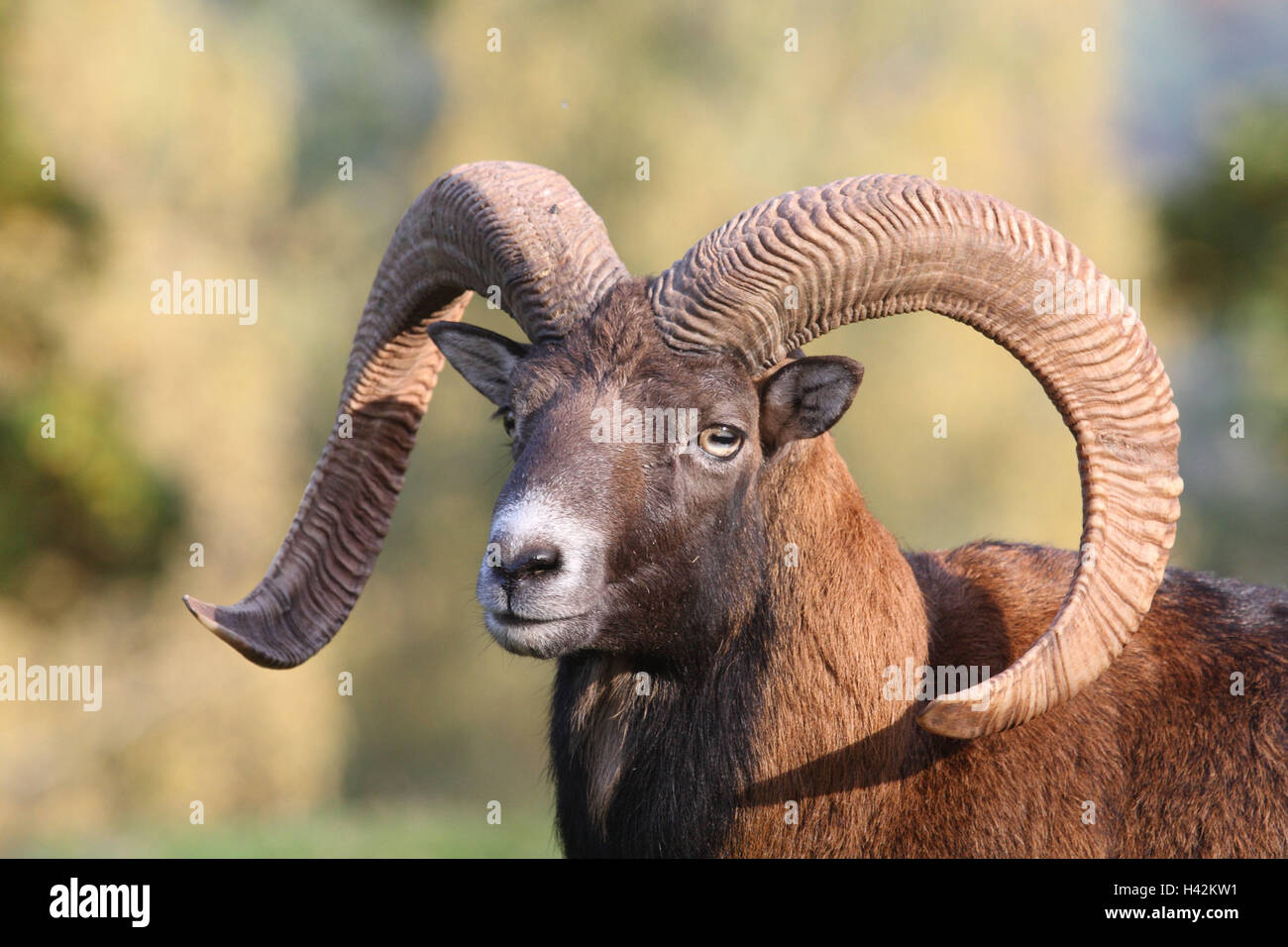 Sheep horns hi-res stock photography and images - Alamy
