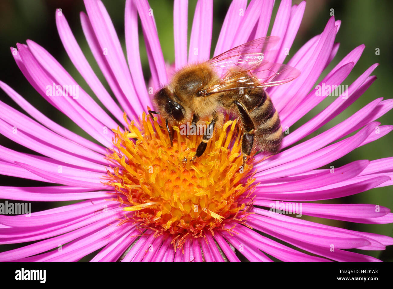 Autumn aster, blossom, honeybee, plants, cultivated plants, ornamental plants, flowers, composites, aster, pink, orange, animals, insects, bee, hymenoptera, worker bees, food search, dust, pollen, nectar, collect, diligently, medium close-up, outside, Stock Photo