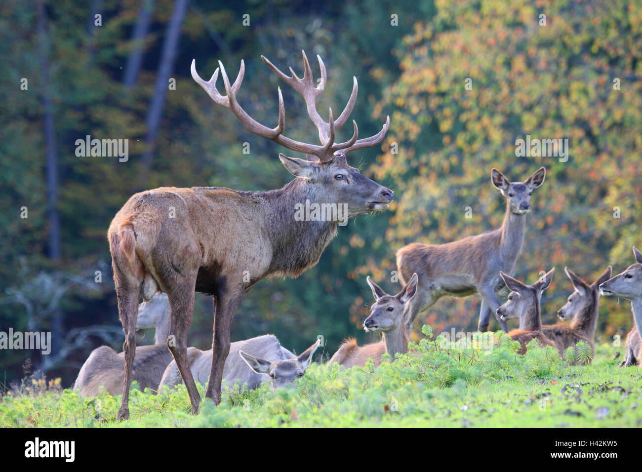 Deer herd hi-res stock photography and images - Alamy