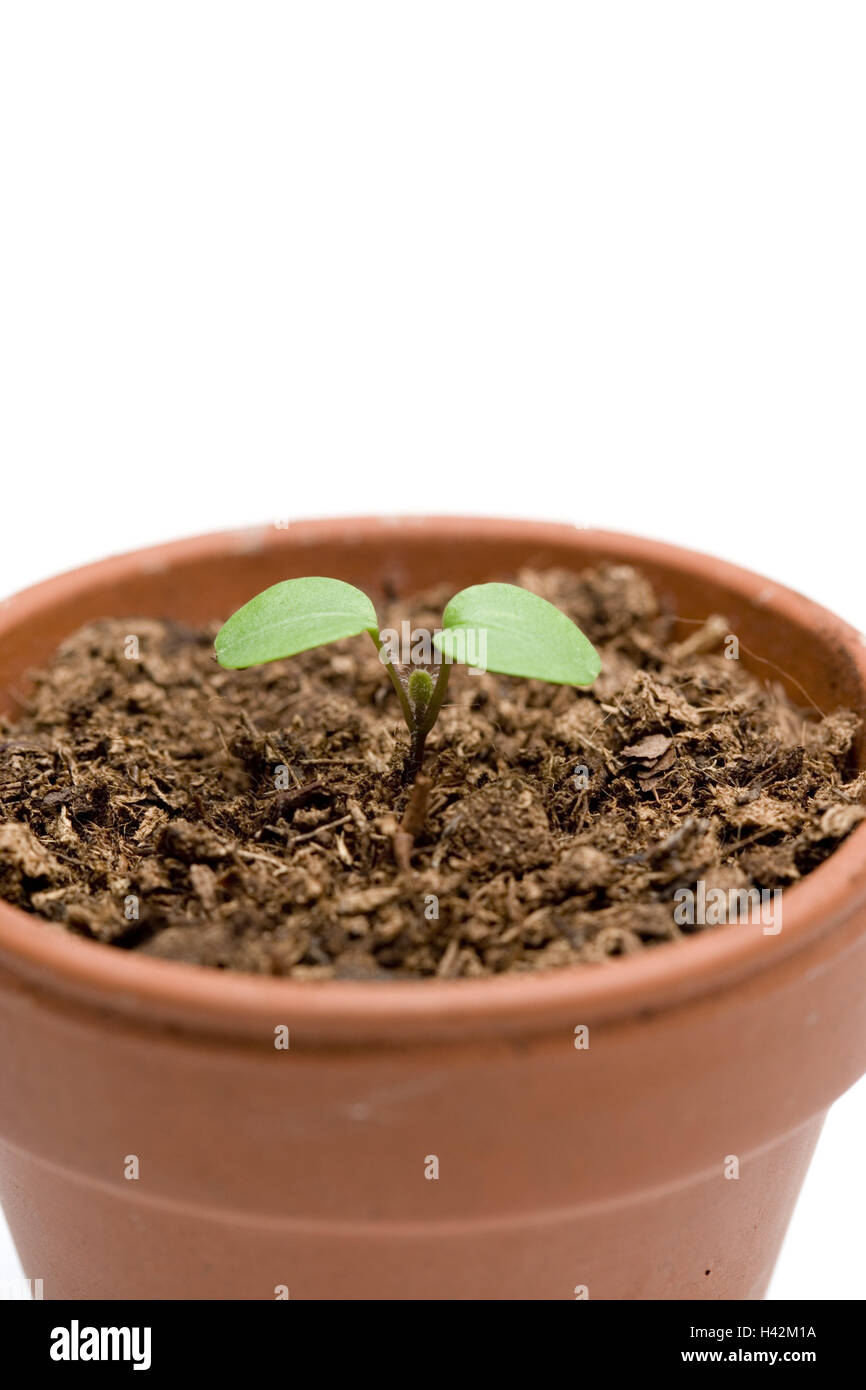 Cotyledons, flowerpot, cultivation ground, close up, Stock Photo