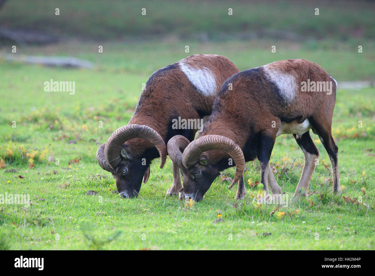 Meadow, European Mufflons, Ovis ammon musimon, graze, eat Stock Photo