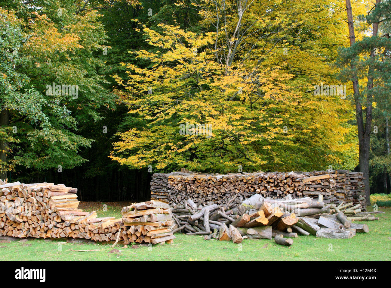 Wood, pile of wood, autumn, edge of the forest, forestry, forest economy, pile of wood, trees, Stock Photo