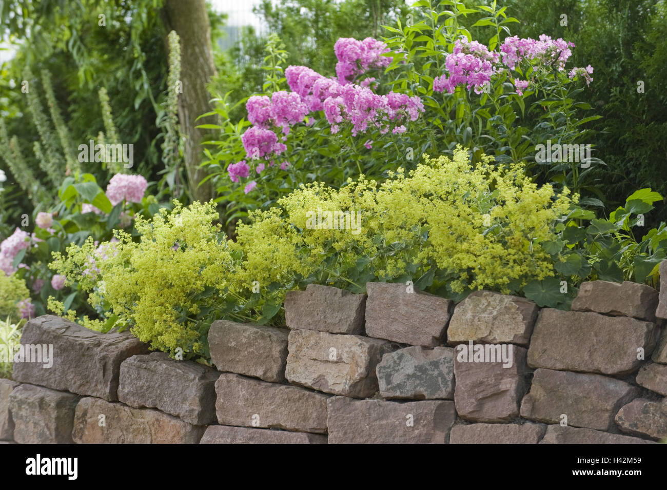 Stone wall, women's casing, Alchemilla vulgaris, blossom, Stock Photo