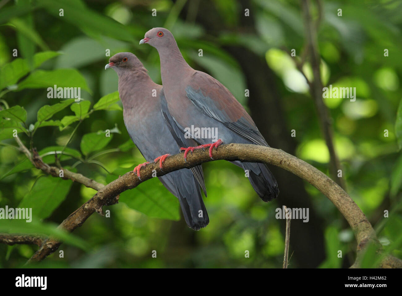 Red eye fruit pigeons, couple, tree, Stock Photo