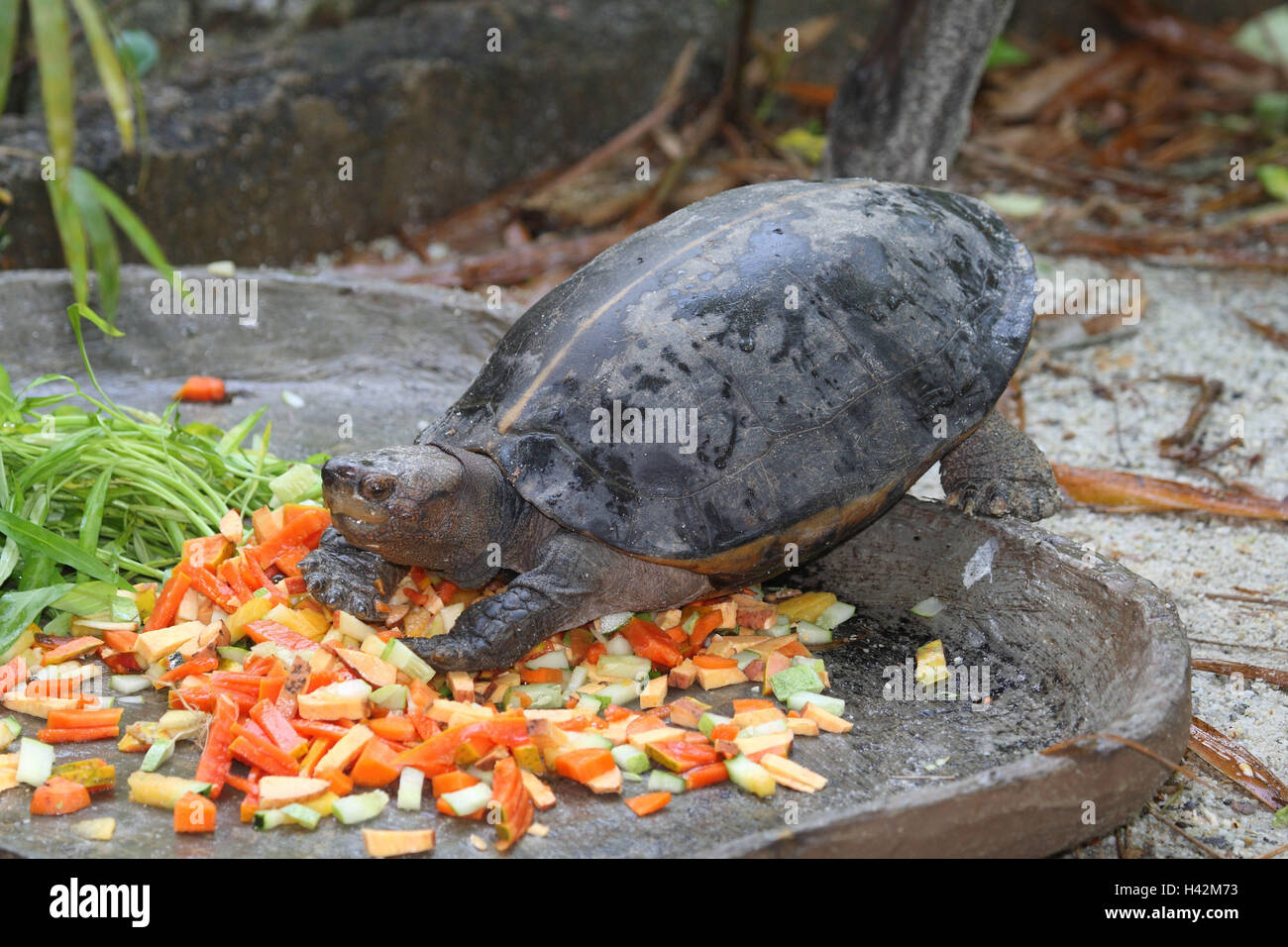 Giant-earth tortoise, lining place, Stock Photo
