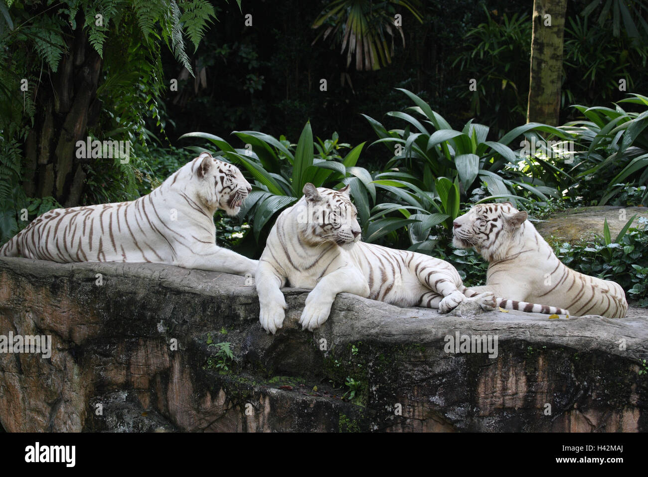 White tigers tigers habitat hires stock photography and images Alamy