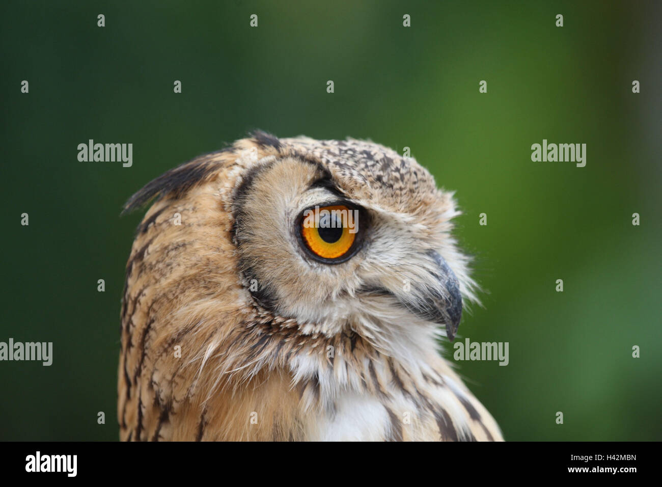 Nepal eagle owl, portrait, side view, Stock Photo