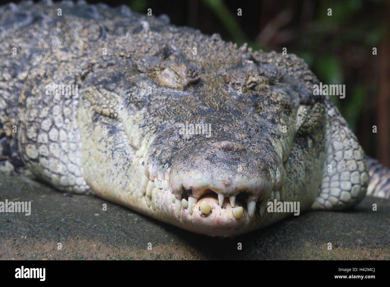 Saltwater crocodile, Stock Photo