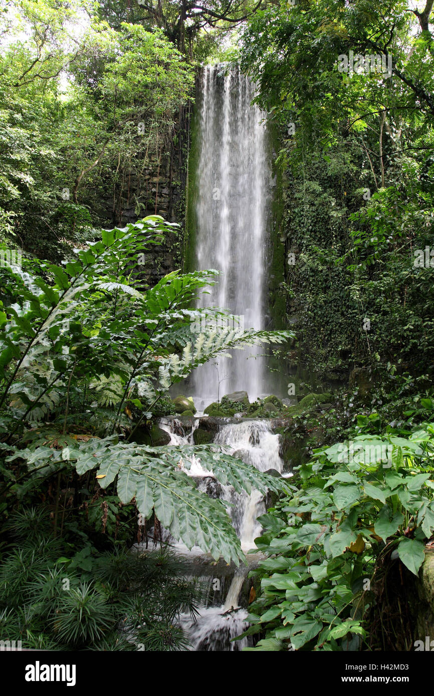 View of Rainforest waterfall bird hi-res stock photography and images - Alamy