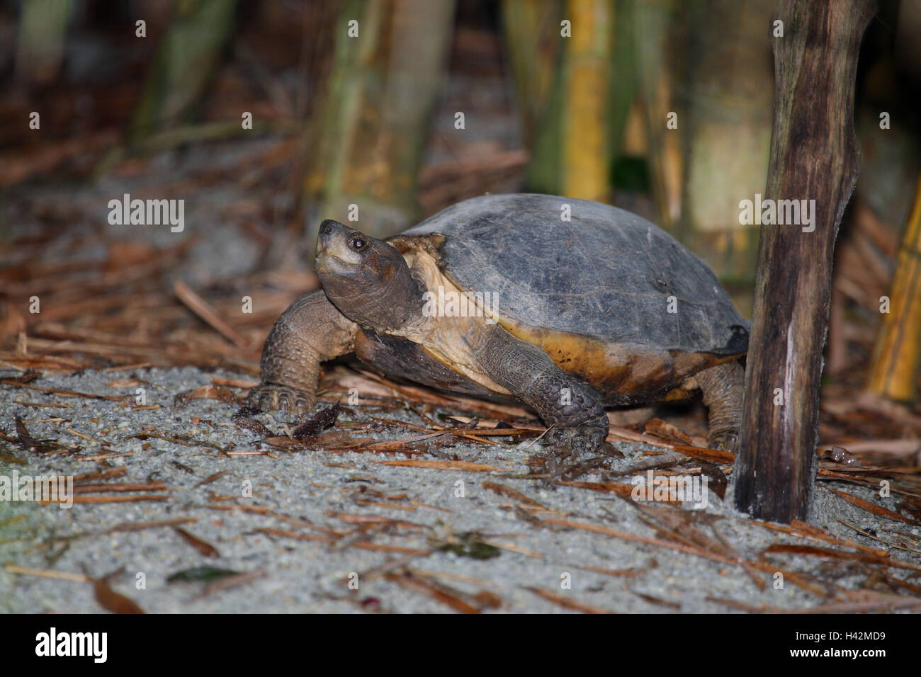 Giant-earth tortoise, Stock Photo
